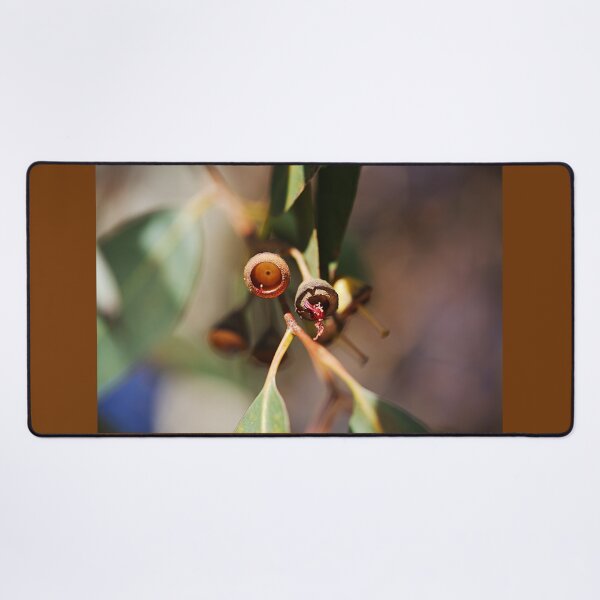 Item preview, Eucalyptus Seed Pods Close Up View designed and sold by Joy Watson - Natural Light Photography .