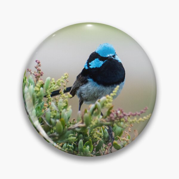 Item preview, Superb fairywren in a bush designed and sold by Dan Parish Photography.