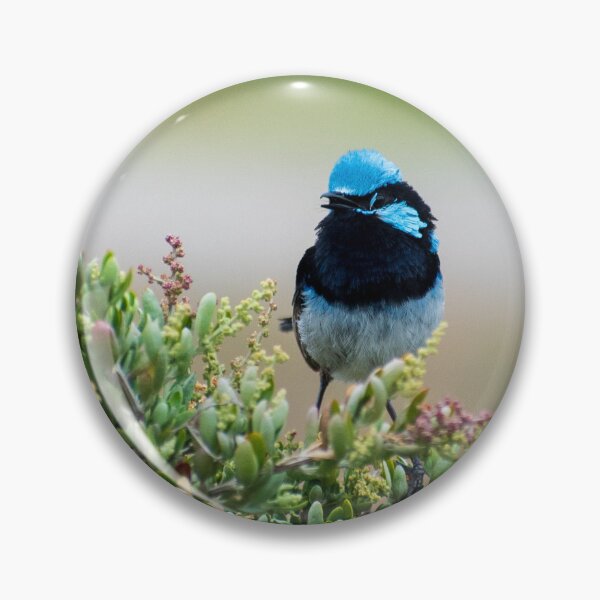 Item preview, Superb fairywren singing on a bush designed and sold by Dan Parish Photography.