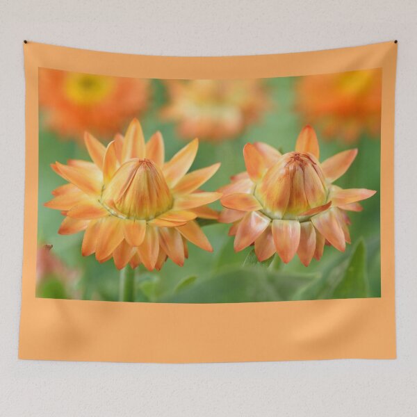Item preview, Helichrysum bracteatum  'Nevada Orange'  Everlasting flower  designed and sold by Chris Burrows.
