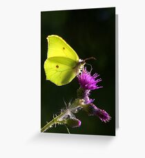 Brimstone Butterfly Greeting Card