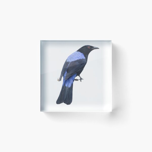 Item preview, Asian Fairy-bluebird (Irena puella) designed and sold by HOMETOWN86.