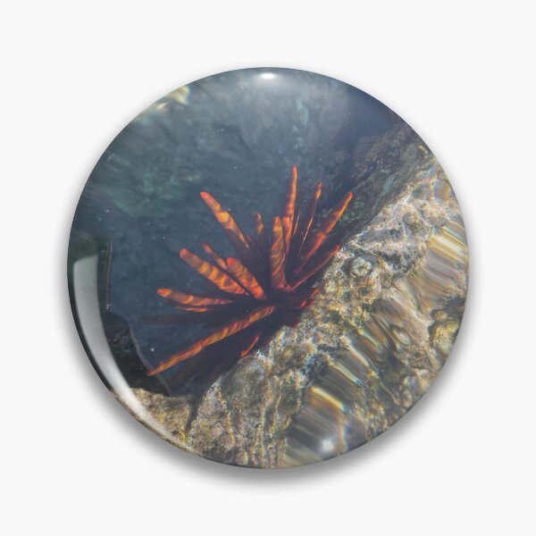 Item preview, Sea Urchin in Clear Tide Pool designed and sold by TrisaThyme.