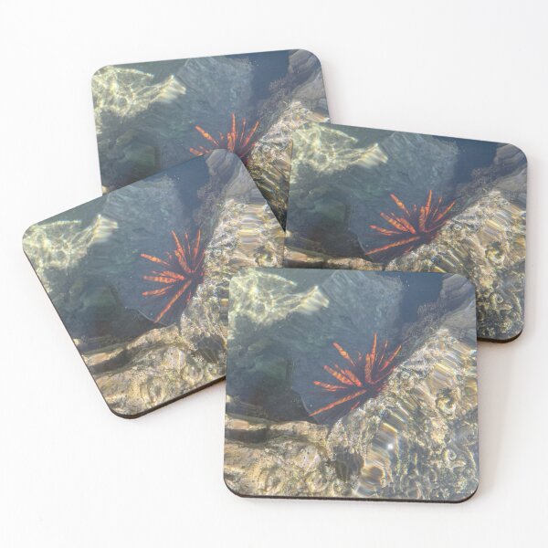 Item preview, Sea Urchin in Clear Tide Pool designed and sold by TrisaThyme.