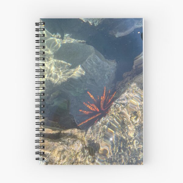 Item preview, Sea Urchin in Clear Tide Pool designed and sold by TrisaThyme.
