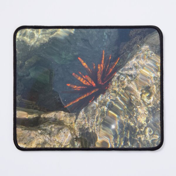 Item preview, Sea Urchin in Clear Tide Pool designed and sold by TrisaThyme.