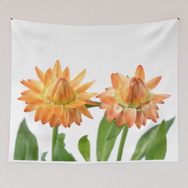 Item preview,  Helichrysum bracteatum 'Nevada Orange' Everlasting flower designed and sold by Chris Burrows.