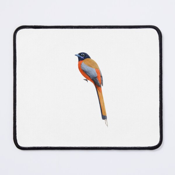 Item preview, Scarlet-rumped Trogon (Harpactes duvaucelii) designed and sold by HOMETOWN86.