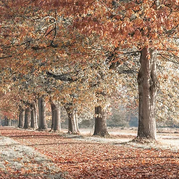 Artwork thumbnail, Fall Splendor by assaf