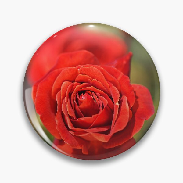 Item preview, Vibrant Red Roses in Bloom designed and sold by Joy Watson - Natural Light Photography .