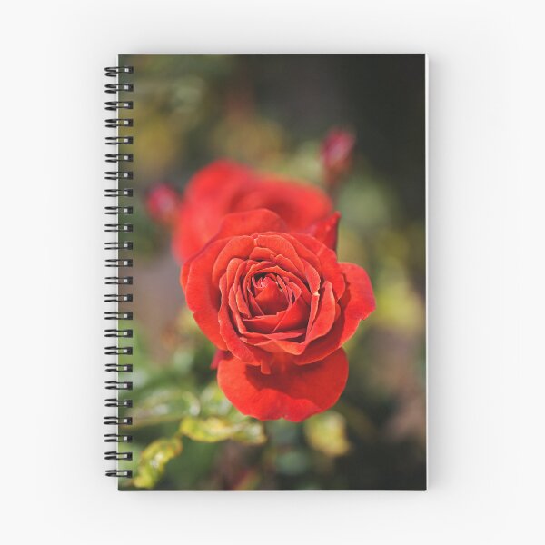 Item preview, Vibrant Red Roses in Bloom designed and sold by Joy Watson - Natural Light Photography .