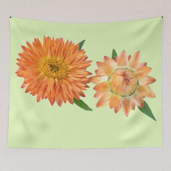 Item preview,  Helichrysum bracteatum 'Nevada Orange' Everlasting flower designed and sold by Chris Burrows.