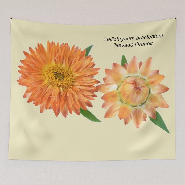 Item preview,  Helichrysum bracteatum 'Nevada Orange' Everlasting flower designed and sold by Chris Burrows.