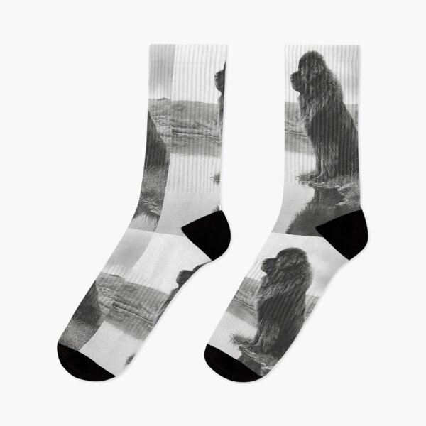 Item preview, A calm Newfoundland sitting beside a reflective lake, Dogs in Motion designed and sold by CDC40.