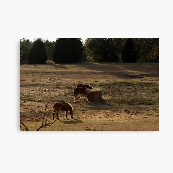 Evening Shadows Canvas Print