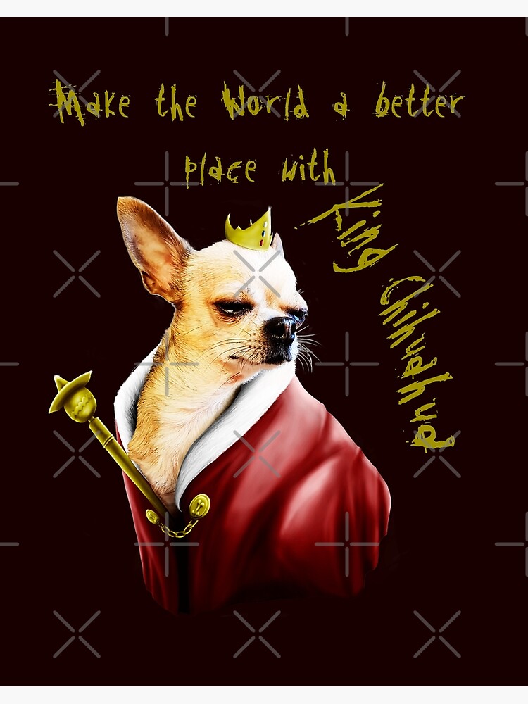 king chihuahua