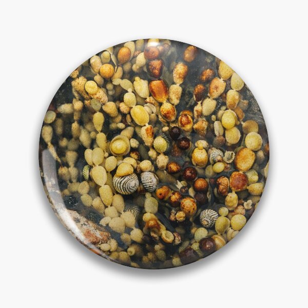 Item preview, Tidepool Mosaic: Shells and Seaweed. designed and sold by druidwolfart.