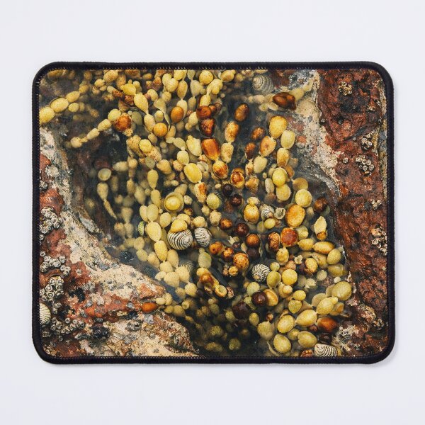 Item preview, Tidepool Mosaic: Shells and Seaweed. designed and sold by druidwolfart.
