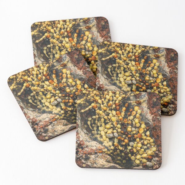 Item preview, Tidepool Mosaic: Shells and Seaweed. designed and sold by druidwolfart.