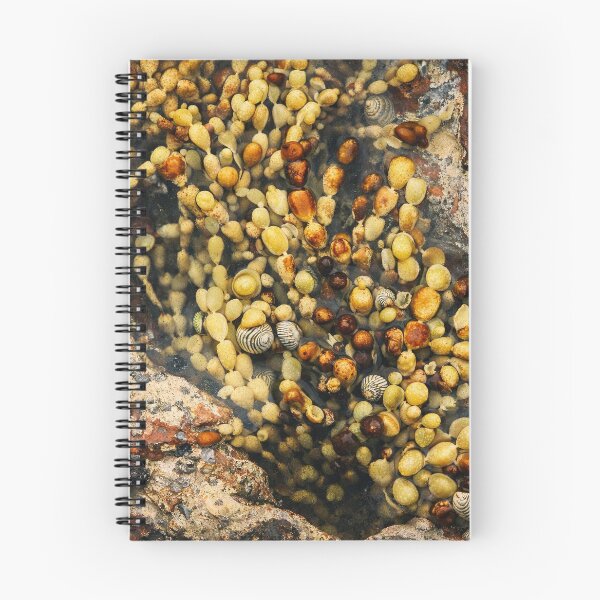 Item preview, Tidepool Mosaic: Shells and Seaweed. designed and sold by druidwolfart.