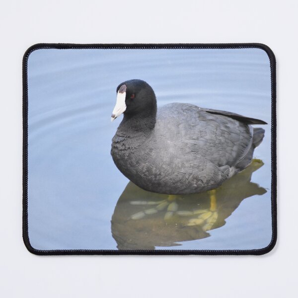Item preview, American Coot Standing designed and sold by asv27art.