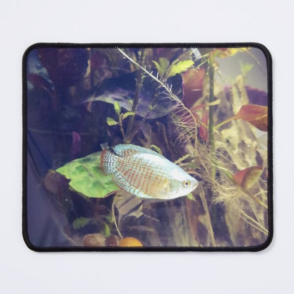 Item preview, Elegant Gourami Aquatic Beauty designed and sold by Danielaadvant.