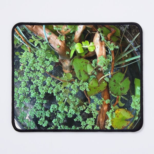 Item preview, Majestic Gourami in Reflection designed and sold by Danielaadvant.