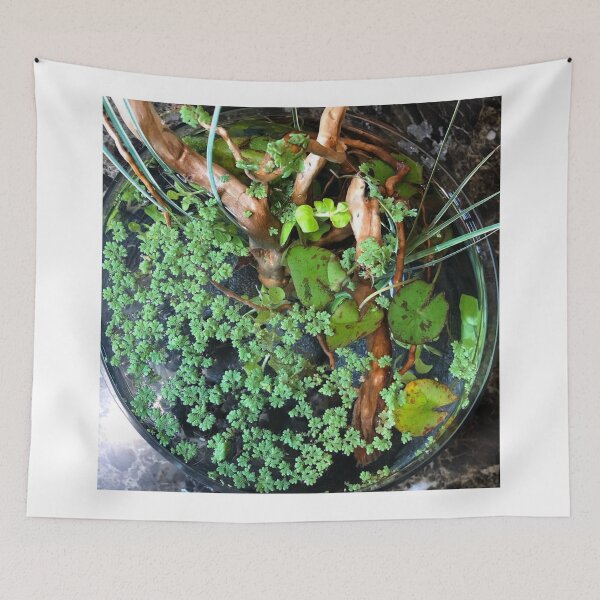Item preview, Majestic Gourami in Reflection designed and sold by Danielaadvant.