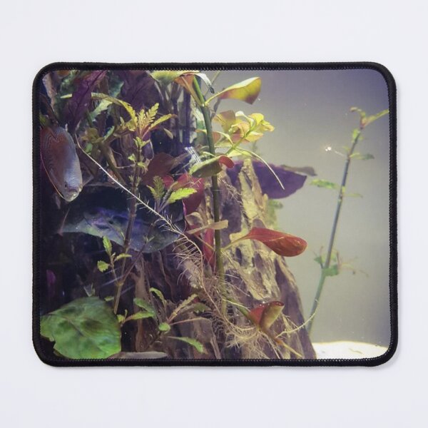 Item preview, Gourami Swimming Through Coral designed and sold by Danielaadvant.