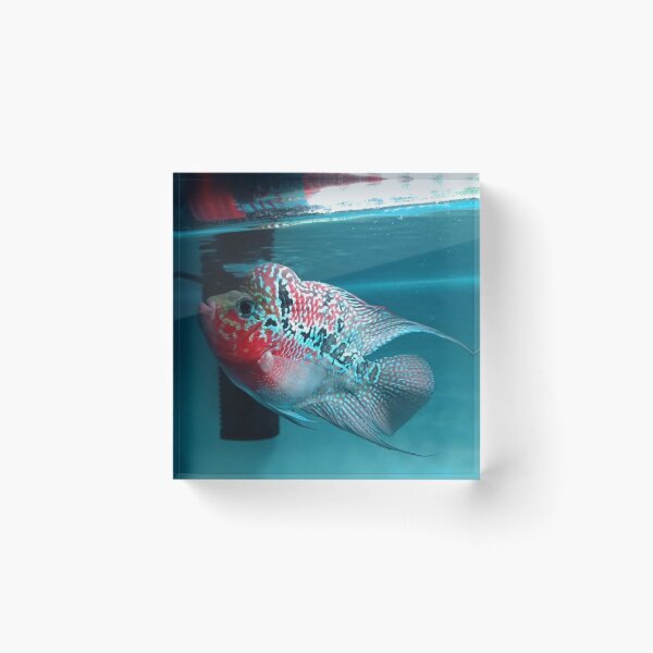 Item preview, Gentle Gourami in Flowing Waters designed and sold by Danielaadvant.