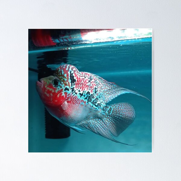 Item preview, Gentle Gourami in Flowing Waters designed and sold by Danielaadvant.