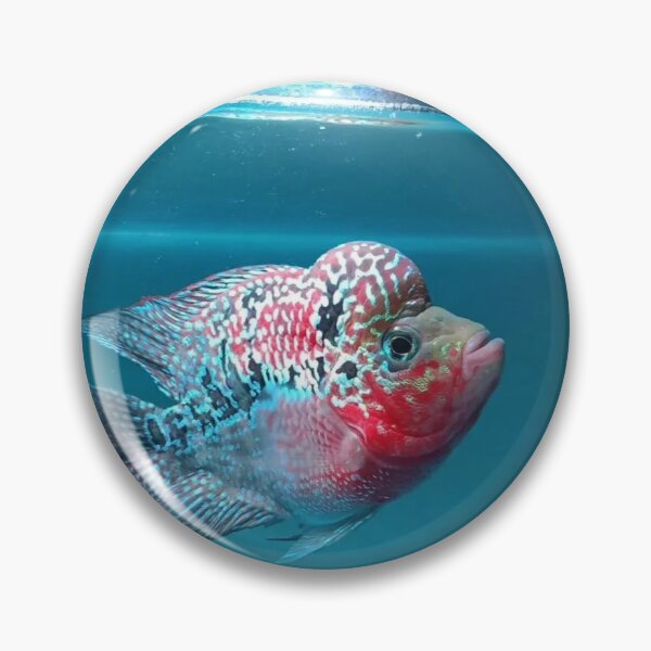 Item preview, Gourami in Lush Aquatic Habitat designed and sold by Danielaadvant.
