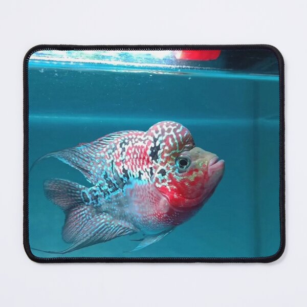 Item preview, Gourami in Lush Aquatic Habitat designed and sold by Danielaadvant.