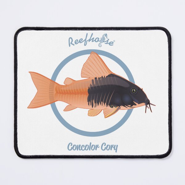 Item preview, Concolor Cory 2 designed and sold by KaplanCrypto.