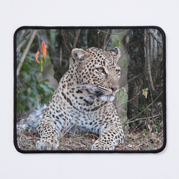 Item preview, Resting Leopard designed and sold by Ingo Gerlach.