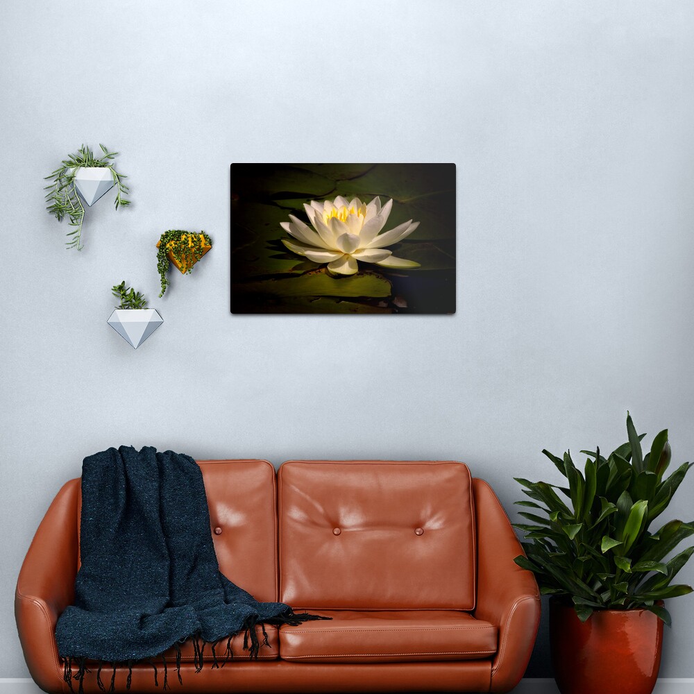 White Water Lily (Nymphaea alba) Metal Print