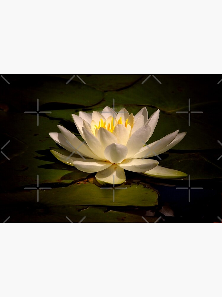 White Water Lily (Nymphaea alba) by DiamondWillow