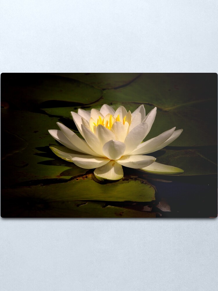 Alternate view of White Water Lily (Nymphaea alba) Metal Print