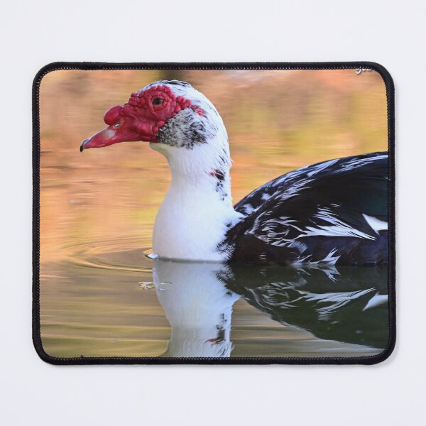 Item preview, Head Shot!  designed and sold by Glennphotos.