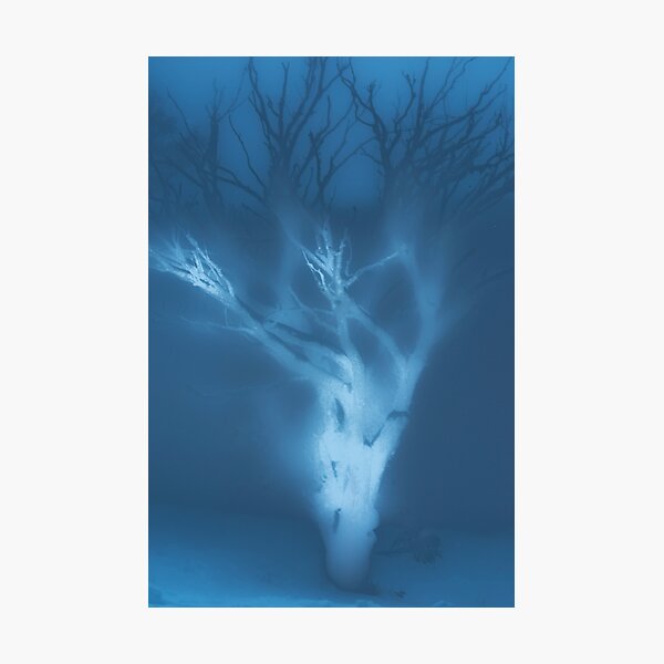 Ghost of a Tree Photographic Print