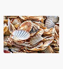 Seashells, Seashells Photographic Print