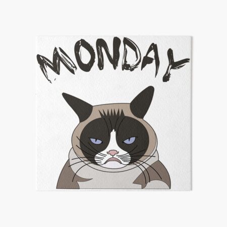 Angry cat funny kitten face monday mood Angry cat funny kitten face monday mood