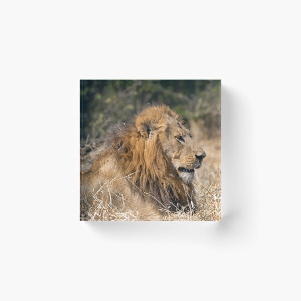 Item preview, Modise Lone Warrior Lion Profile designed and sold by DavideAntoniani.