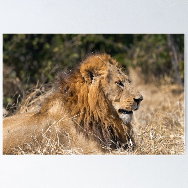 Item preview, Modise Lone Warrior Lion Profile designed and sold by DavideAntoniani.
