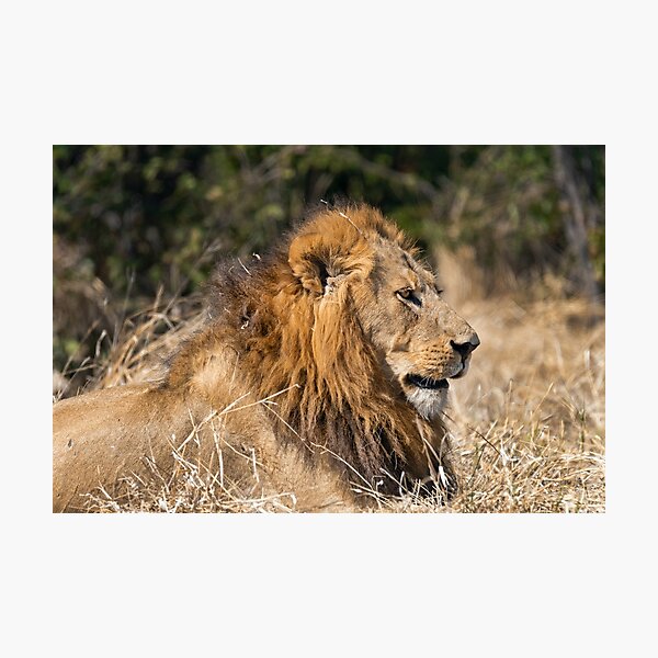 Item preview, Modise Lone Warrior Lion Profile designed and sold by DavideAntoniani.