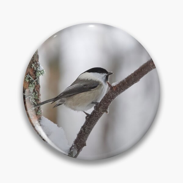 Item preview, Willow tit with some fresh snow designed and sold by Jouko Lehto Photography.