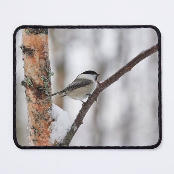 Item preview, Willow tit with some fresh snow designed and sold by Jouko Lehto Photography.