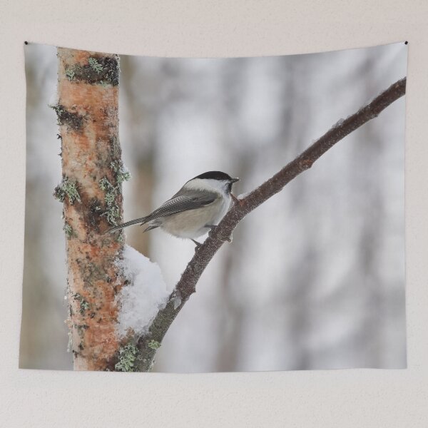 Item preview, Willow tit with some fresh snow designed and sold by Jouko Lehto Photography.