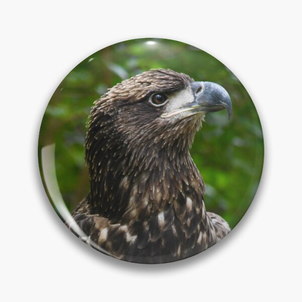 Item preview, Regal Immature American Bald Eagle designed and sold by richardbryce.