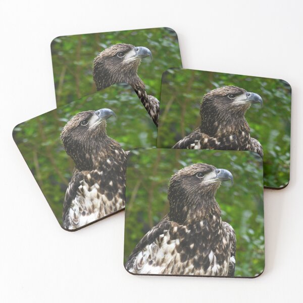 Item preview, Regal Immature American Bald Eagle designed and sold by richardbryce.